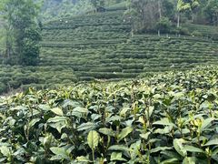 -龙坞茶村