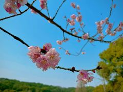 -苏州上方山国家森林公园