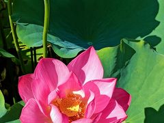 -莲花池公园