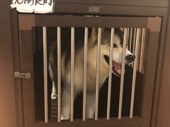 -more than meow吴止猫主题餐厅(承德 中船汇店)