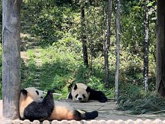 -中国大熊猫保护研究中心雅安碧峰峡基地