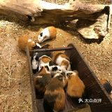 萌宠社[胜利]小朋友最爱的室内动物园