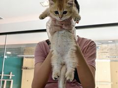 -飞行喵MR PILOT|猫舍·猫咖(静安大融城店)