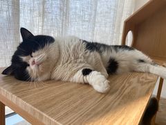 -Catmate·猫肥家润(金润铂宫店)