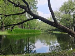 -上海共青森林公园