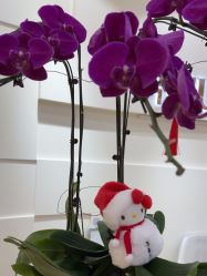 -JUVA欧华医美连锁