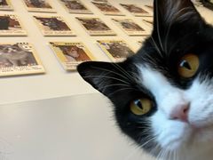 -有喵·猫咖·狗咖·30几只猫10只小狗(岗厦店)