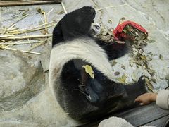 -海南热带野生动植物园