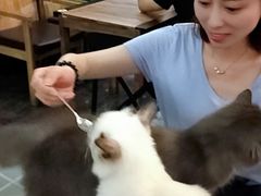 -吉丁鸟咖·异宠·寄养