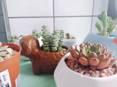 -蜜蜂小象·榴莲千层蛋糕(时代汇11栋店)