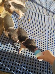 -萌宠亲子动物乐园(槐房万达店)