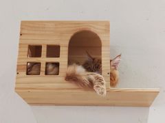 -藏猫猫咖啡主题馆(中央大道店)