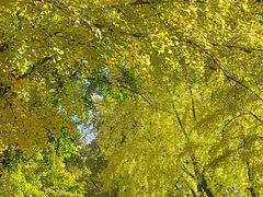 -三里屯东五街银杏大道