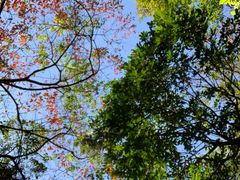 -黄埔油麻山森林公园