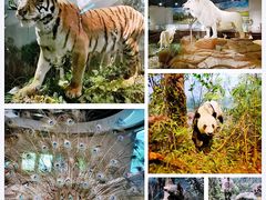 -陕西自然博物馆