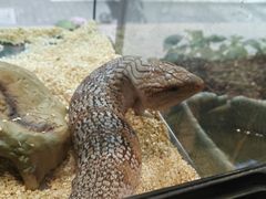 -酷以爬仙阁实体爬宠店·守宫·蜥蜴·专业繁育