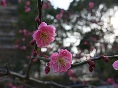 -红梅公园