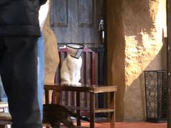 -猫猫幼稚园·撸猫·桌游·电玩