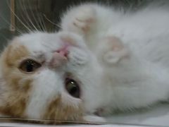 -十年猫舍·猫咪专门店(普陀店)