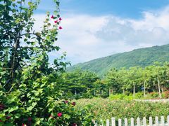 -亚龙湾国际玫瑰谷