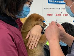 -中农大我爱我爱动物医院·核磁CT·猫病·24小时夜诊中心(石佛营店)