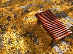 -三里屯东五街银杏大道