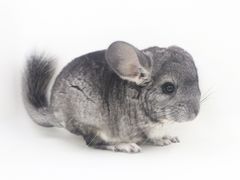 -龙猫仔乐园(惠福东路店)