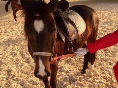 iphone_upload_pic-松声马术俱乐部