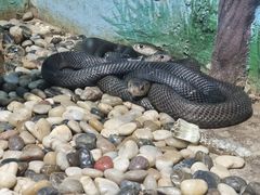 -石家庄市动物园