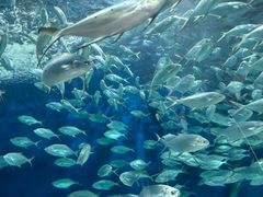 -上海海洋水族馆