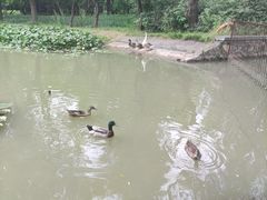 -洛阳市隋唐城遗址植物园