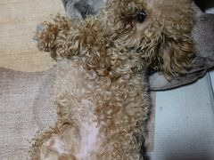 -翊宠yipet猫狗购宠庄园犬舍•猫舍