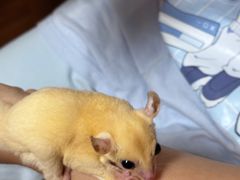 -楼上猫咖(罗湖店)