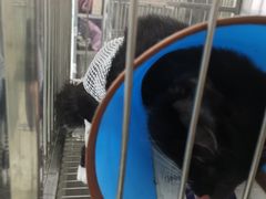 -特一安24小时宠物医院·骨科·中兽医