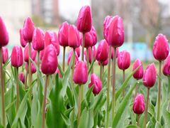 -大宁郁金香公园-停车场