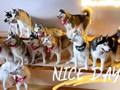 -Husky Go! 哈士奇体验馆·宠物咖啡厅狗咖