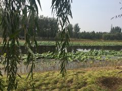 -东郊湿地公园