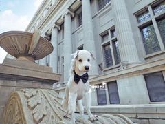 -超宠爱宠物摄影-Super pet