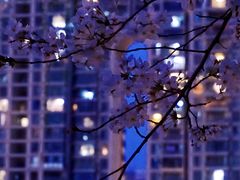 -西北湖绿化广场