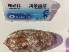 -贝壳梦幻世界