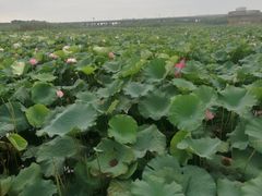 -荷塘月色湿地公园·向阳花洲