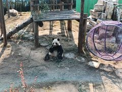 -西霞口神雕山野生动物世界