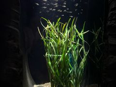 -悉尼海洋生物水族馆