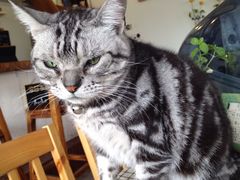 海边的猫和咖啡馆-海边的猫和咖啡馆