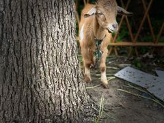-马陆小张葡萄园农家乐