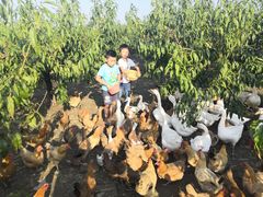 -樂桃源奉贤黄桃种植采摘基地
