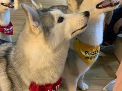 -Husky Go! 哈士奇体验馆·宠物咖啡厅狗咖