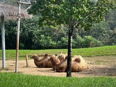 -北京野生动物园