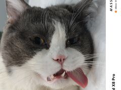 -达爱动物医院·犬猫分区·CT·复杂眼科(远洋山水分院)