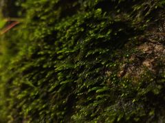 -牛背梁国家森林公园